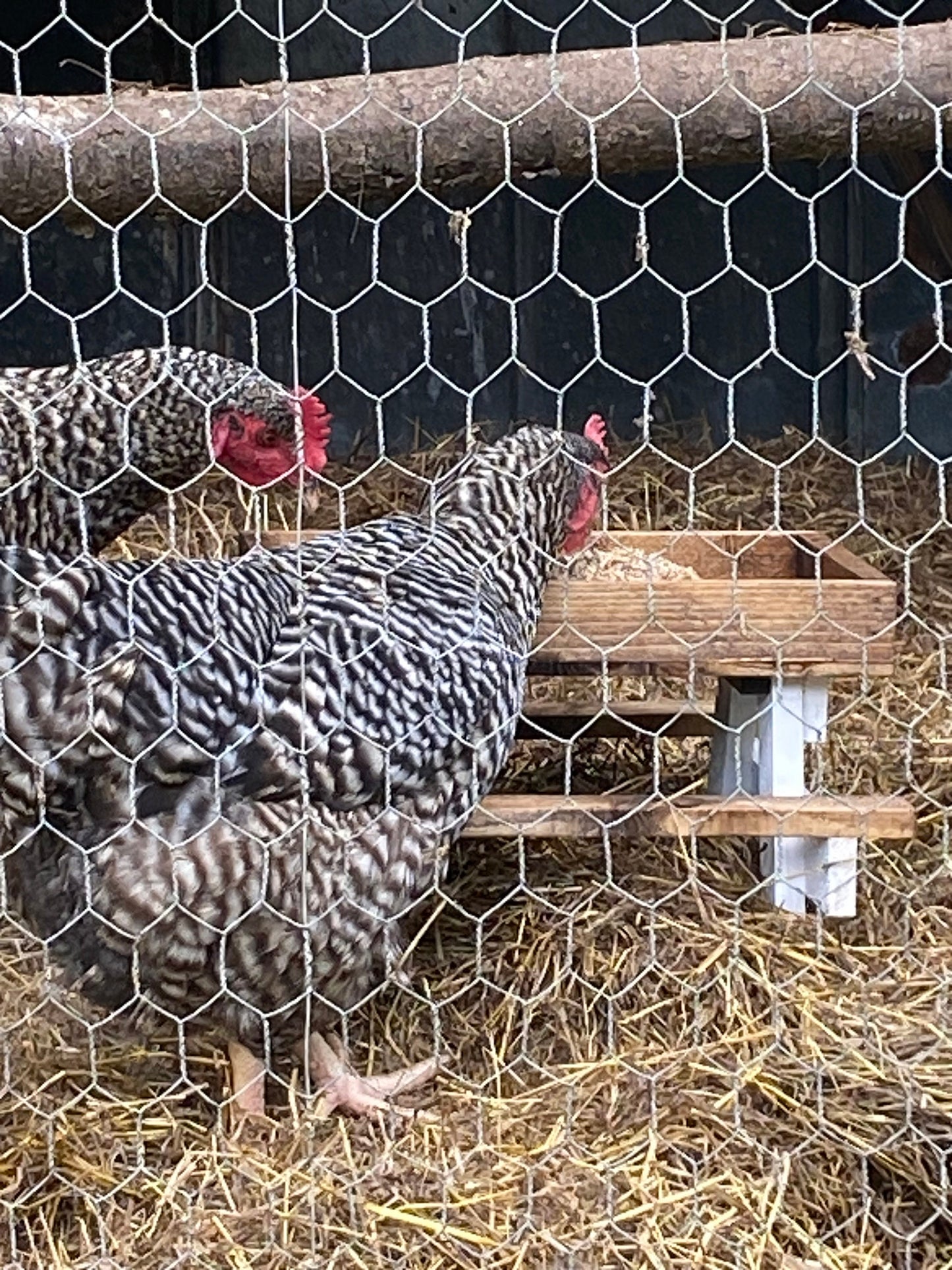 Chicknic Table/Bird Feeder/ Squirrel Feeder